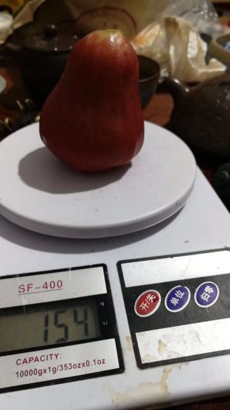 黑金刚莲雾9~11厘米