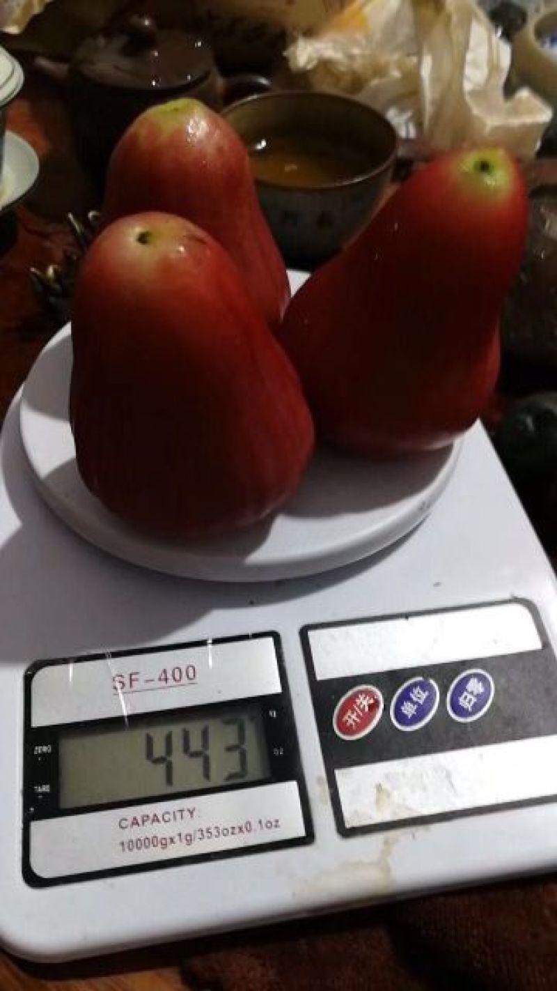 黑金刚莲雾9~11厘米