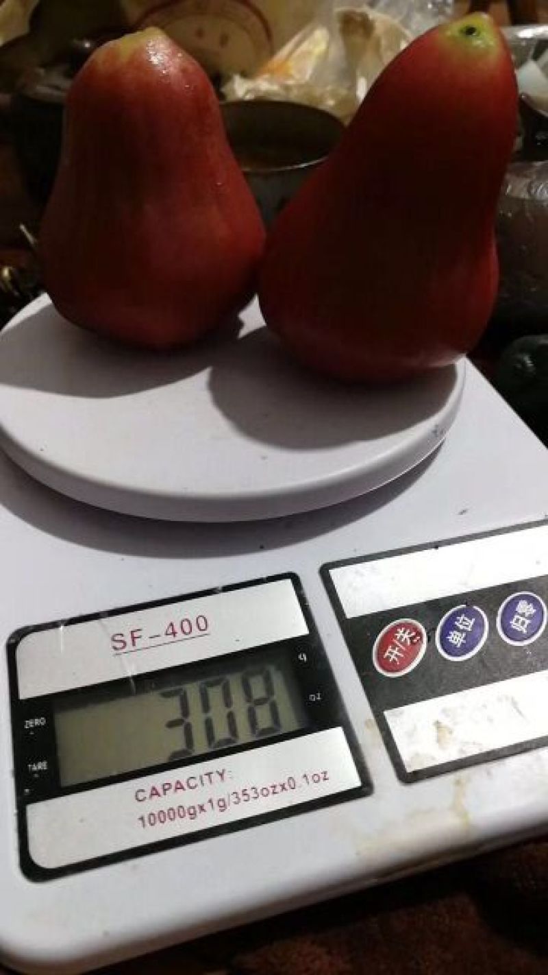 黑金刚莲雾9~11厘米