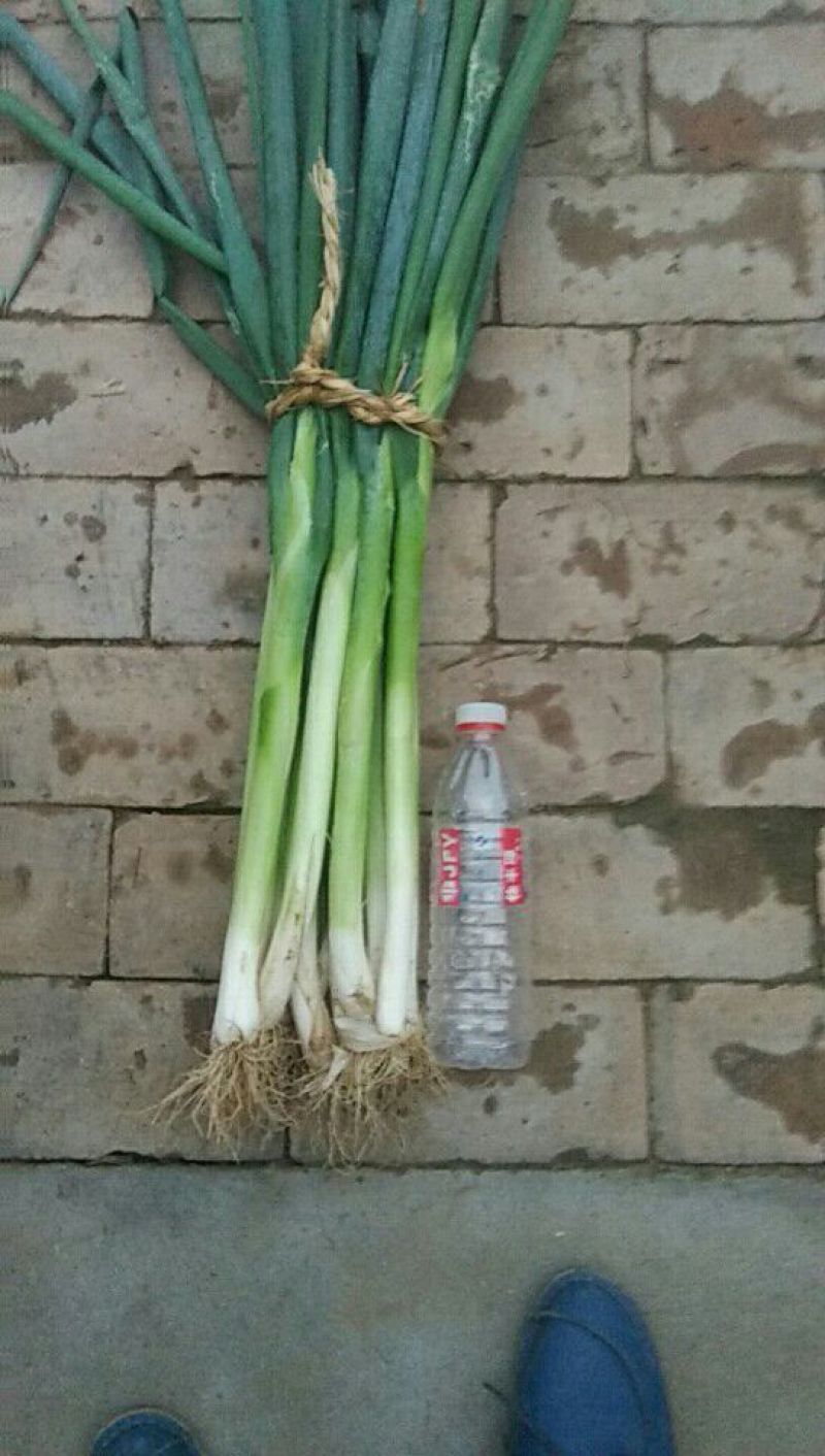 高洁白大葱净葱2cm左右35~40cm