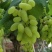 盆栽葡萄30~50cm