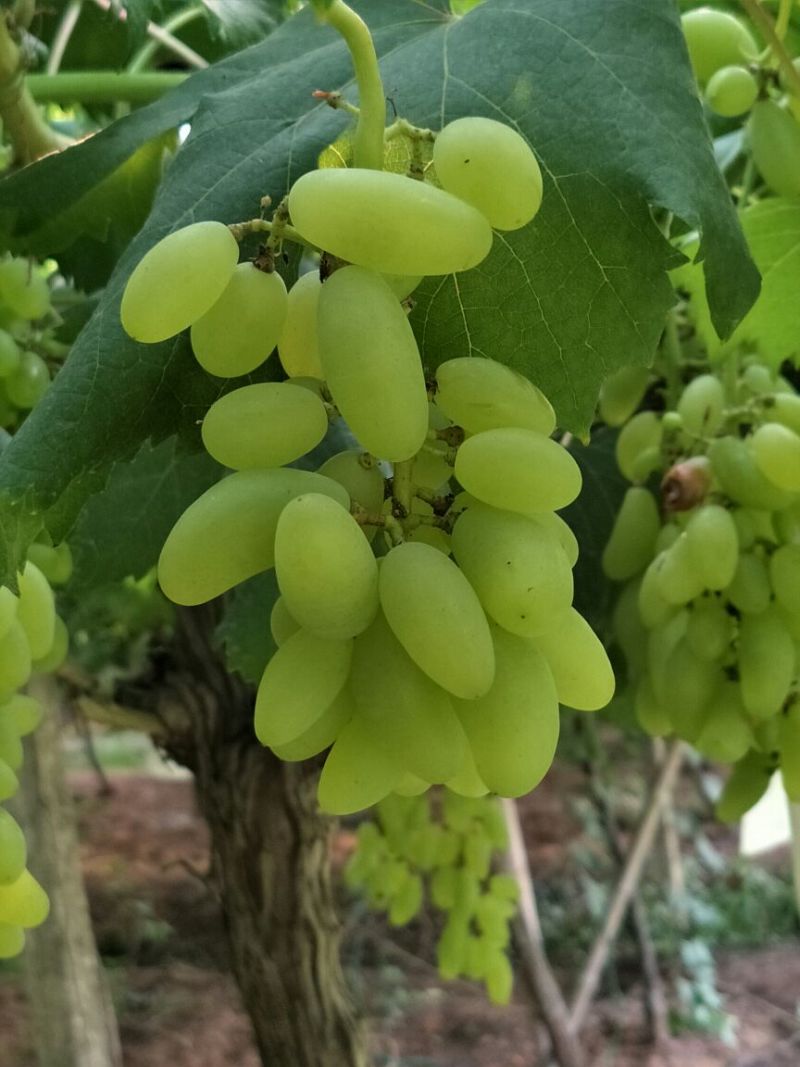 盆栽葡萄30~50cm