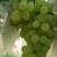 盆栽葡萄30~50cm