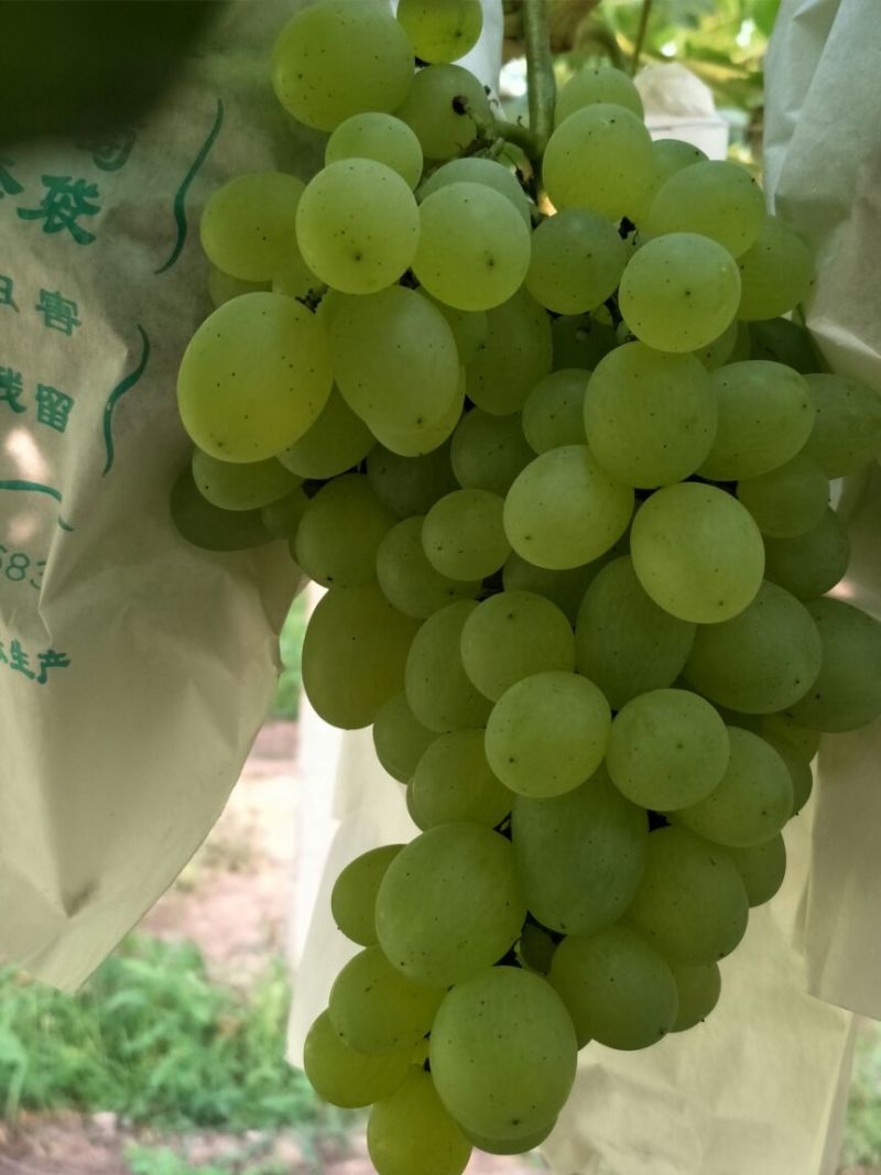 盆栽葡萄30~50cm