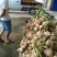 凉薯当阳市同新果蔬种植专业合作社