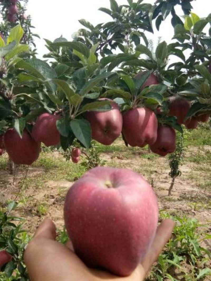 花牛75mm以上光果
