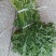 雪里红芥菜,2两以上鲜货基地直供量大从优