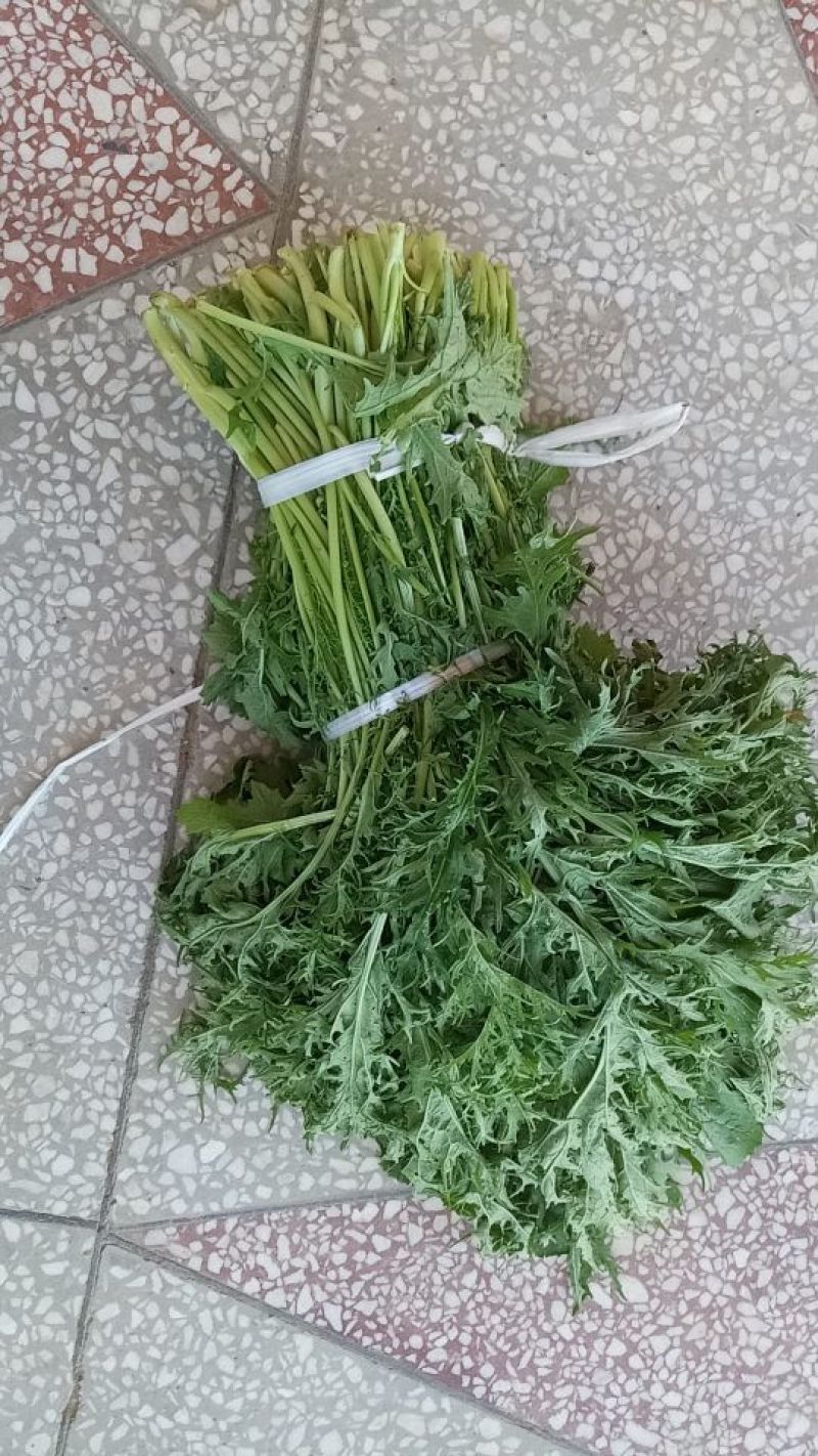 雪里红芥菜，2两以上鲜货基地直供量大从优