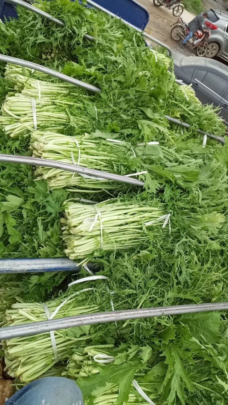 雪里红芥菜，2两以上鲜货基地直供量大从优
