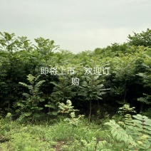 红油香椿苗60~70cm大棚苗南北种植技术指导物美价廉