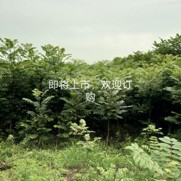 红油香椿苗60~70cm大棚苗南北种植技术指导物美价廉