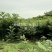 红油香椿苗60~70cm大棚苗南北种植技术指导物美价廉