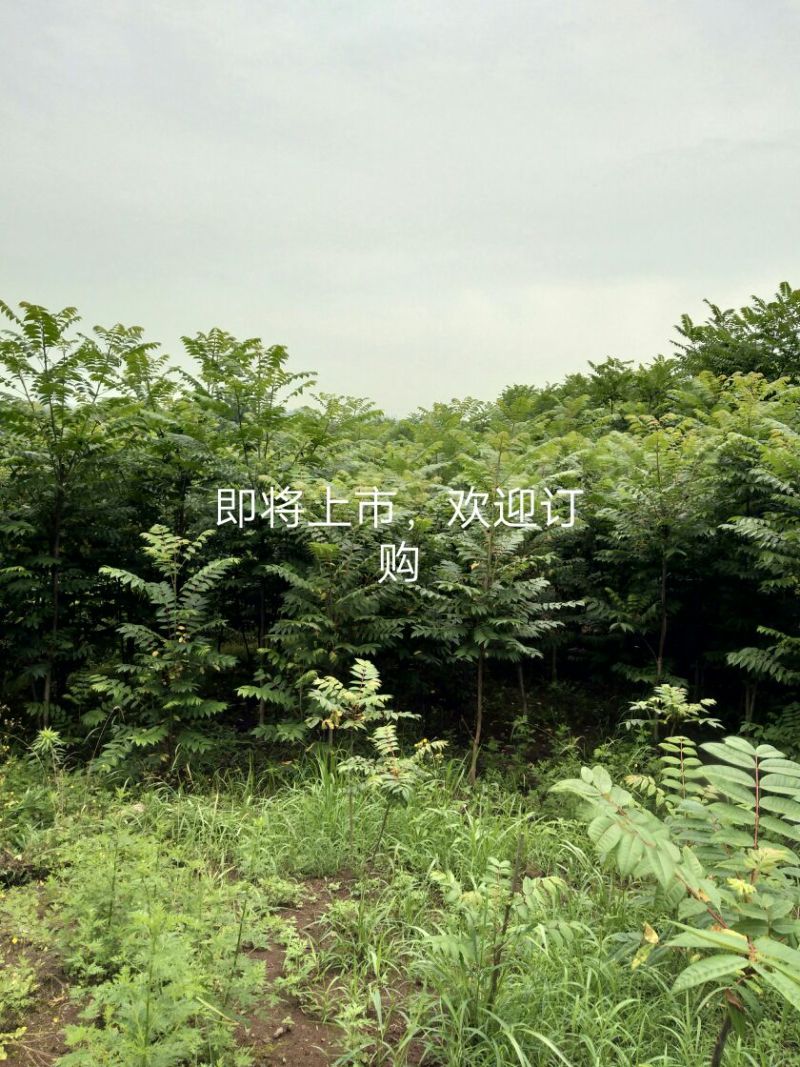 红油香椿苗60~70cm大棚苗南北种植技术指导物美价廉