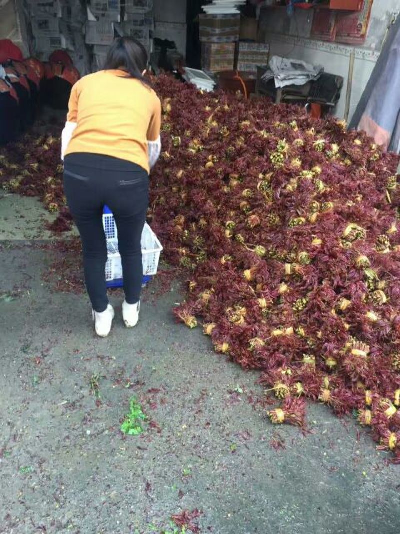 红油香椿苗60~70cm大棚苗南北种植技术指导物美价廉