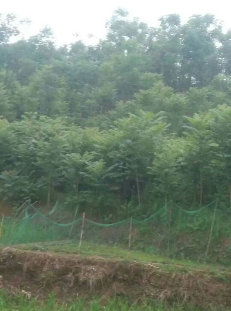 红油香椿苗60~70cm大棚苗南北种植技术指导物美价廉