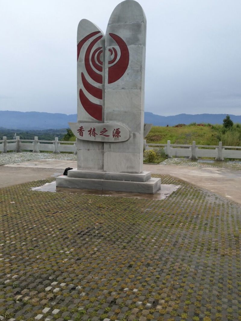 红油香椿苗60~70cm大棚苗南北种植技术指导物美价廉