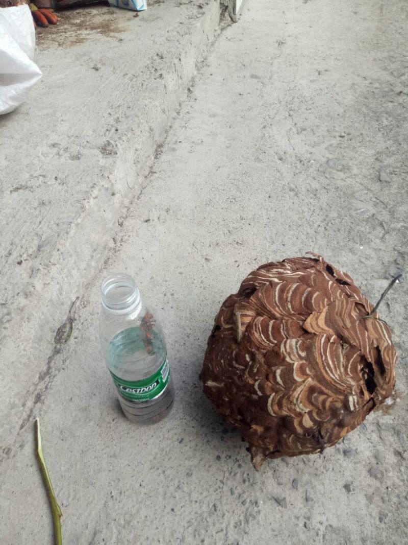 马蜂窝野蜂窝