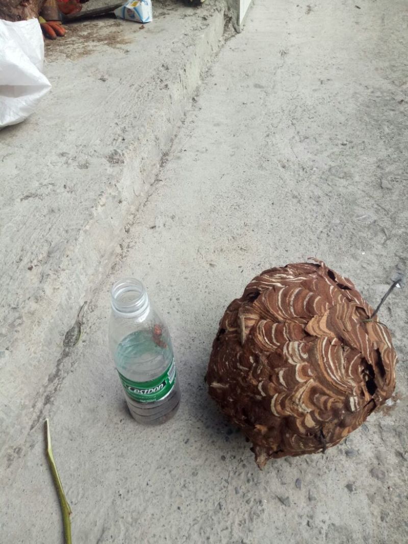 马蜂窝野蜂窝