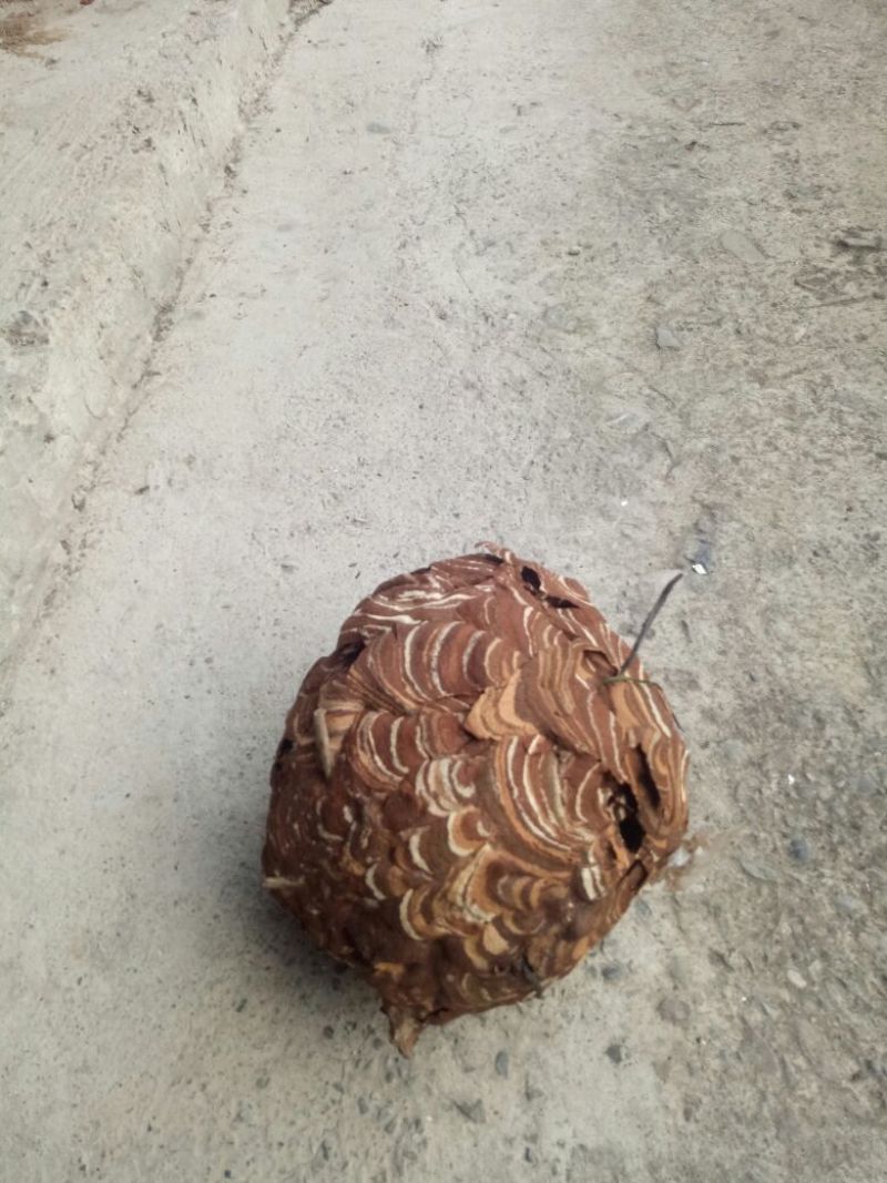 马蜂窝野蜂窝
