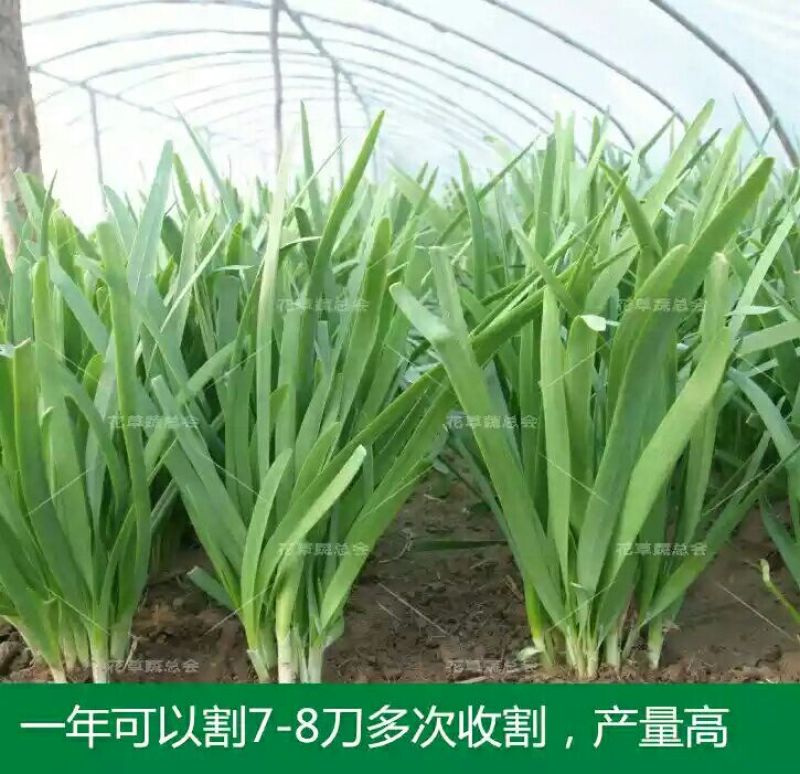 791雪韭王散装
