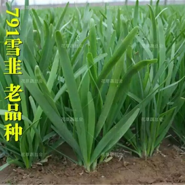791雪韭王散装