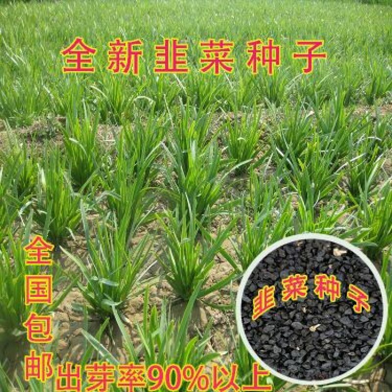 791雪韭王散装