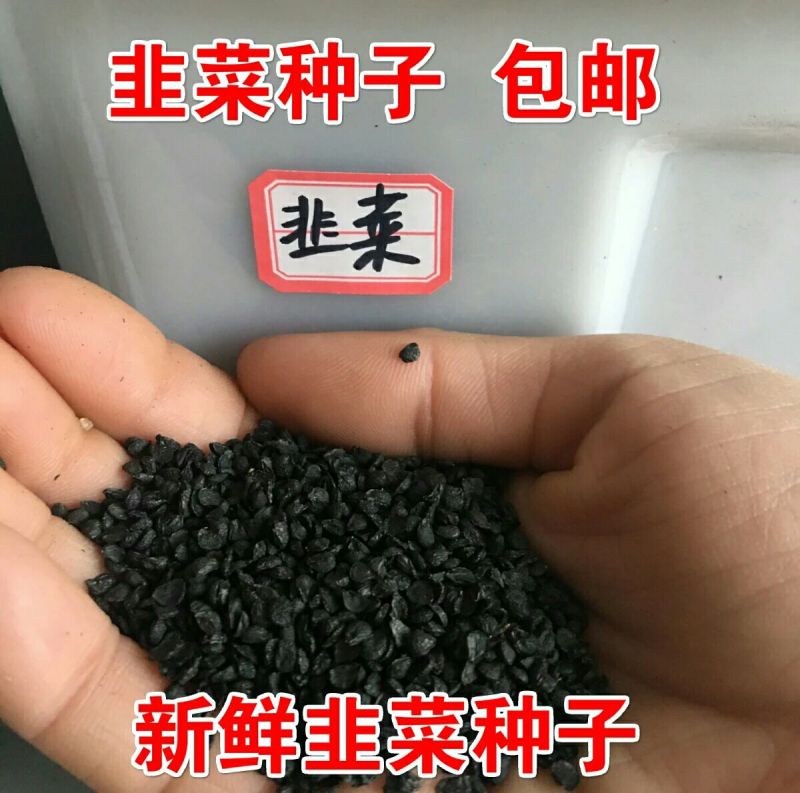 791雪韭王散装