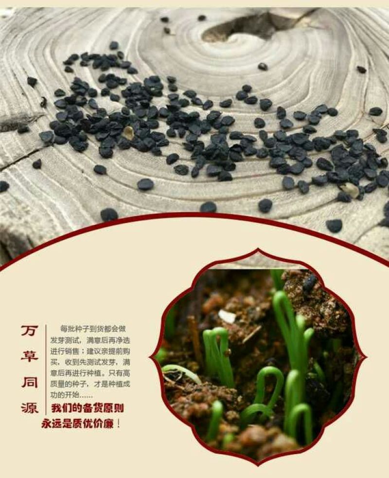 791雪韭王散装