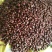 野生板栗中栗炒栗种