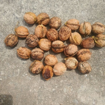 薄皮核桃去皮干