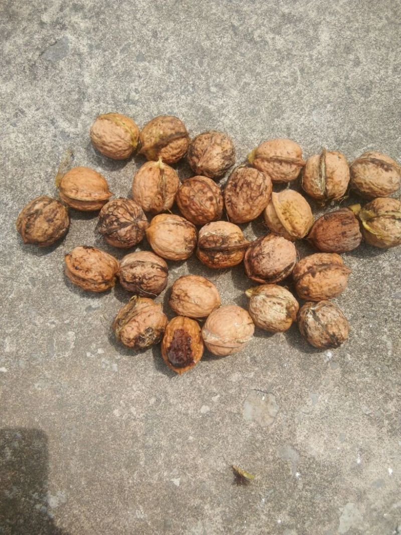 薄皮核桃去皮干