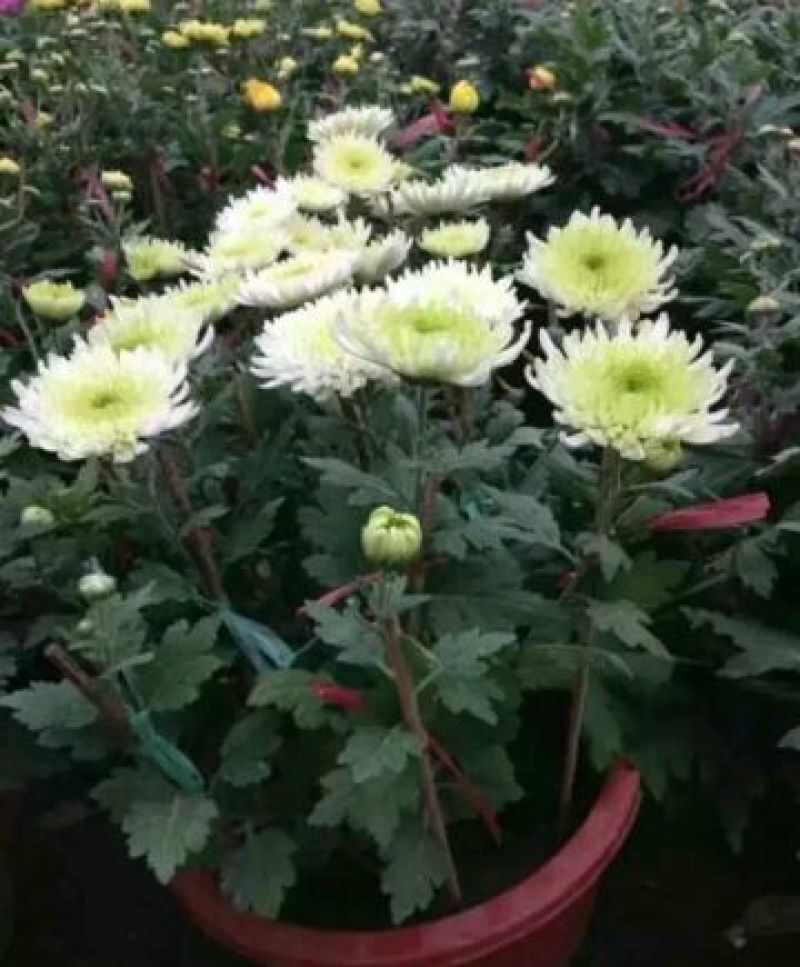 菊花盆景带盆栽好