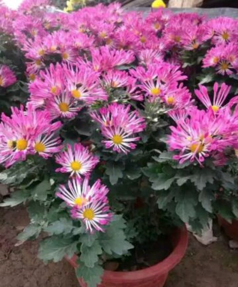 菊花盆景带盆栽好