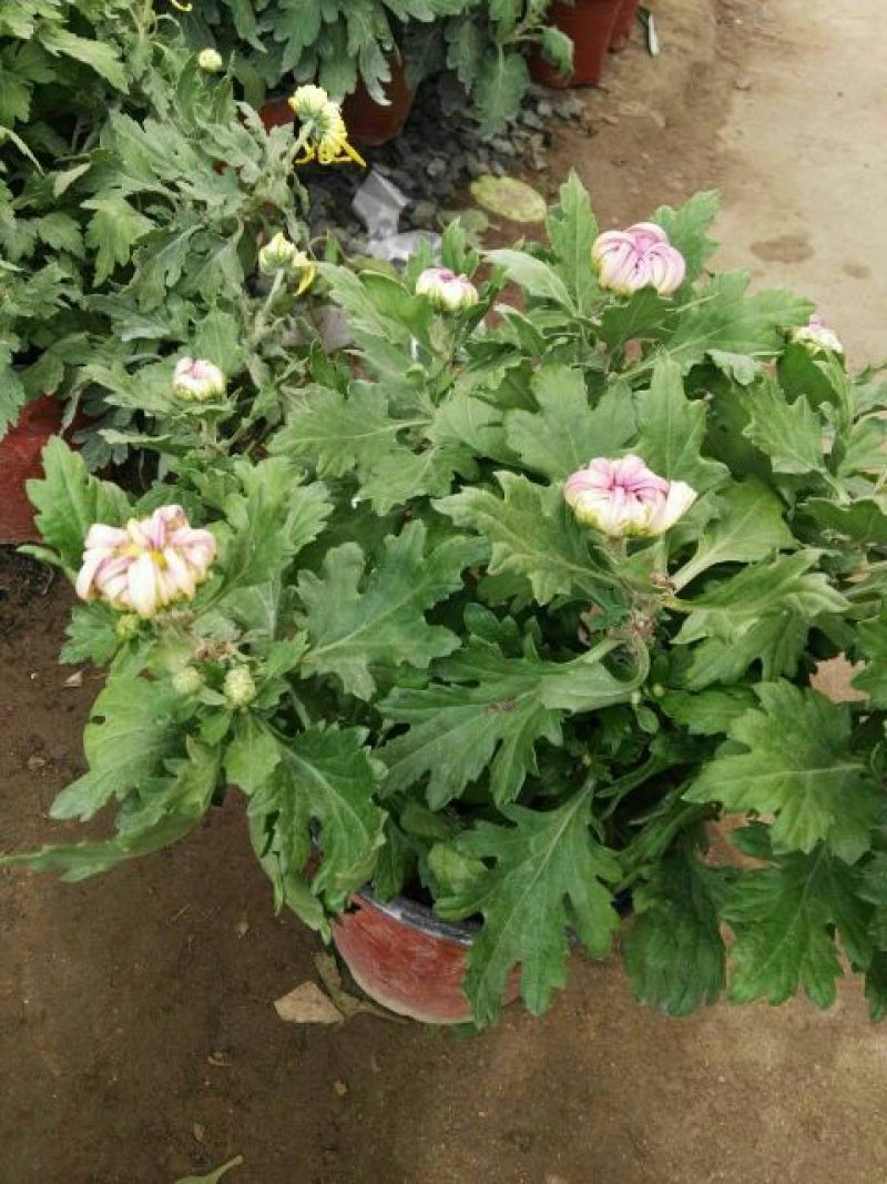 菊花盆景带盆栽好