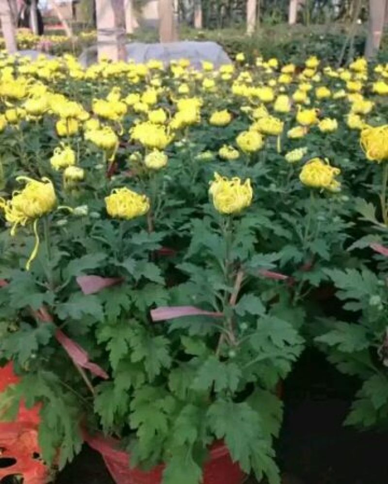 菊花盆景带盆栽好