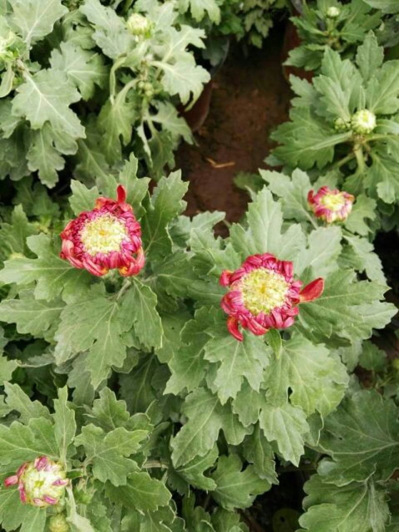 菊花盆景带盆栽好
