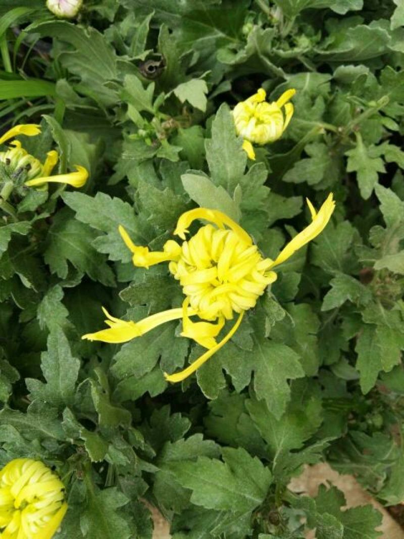 菊花盆景带盆栽好
