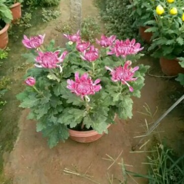 菊花盆景带盆栽好