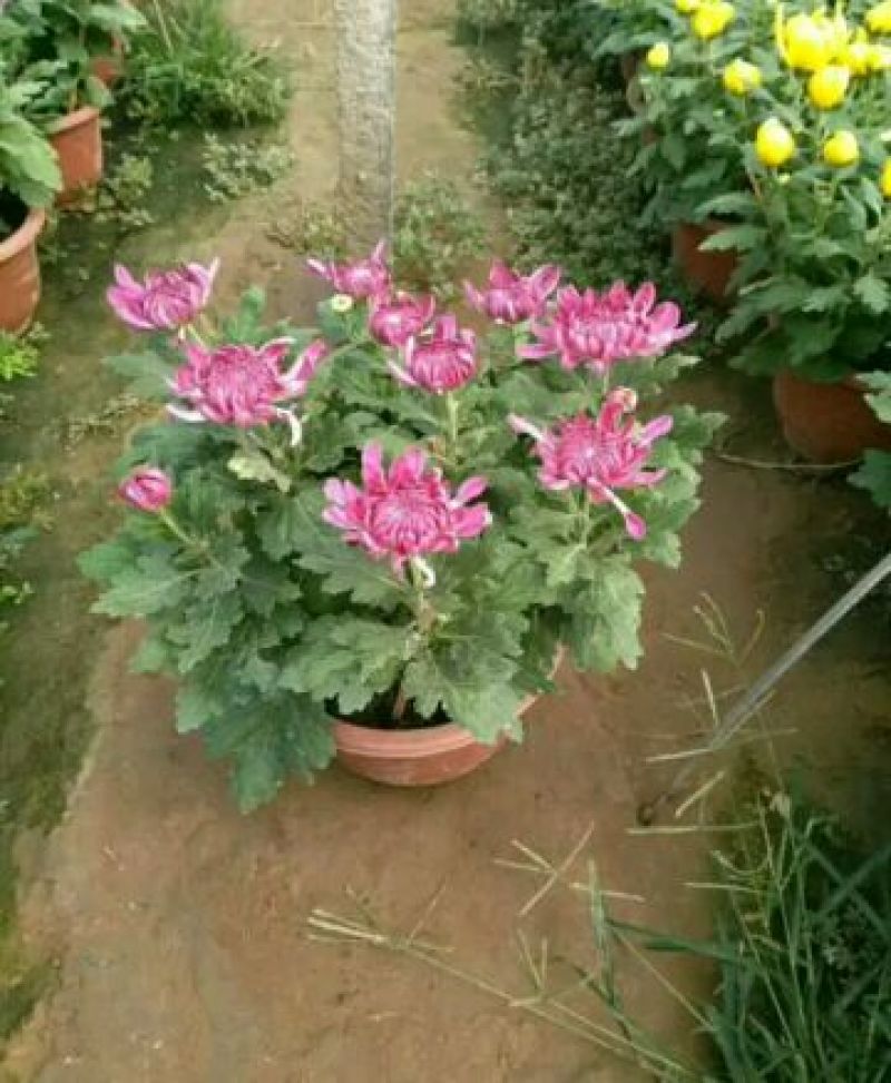 菊花盆景带盆栽好