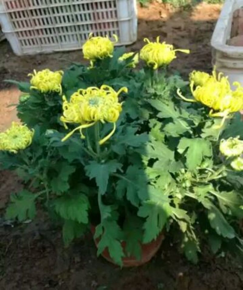 菊花盆景带盆栽好