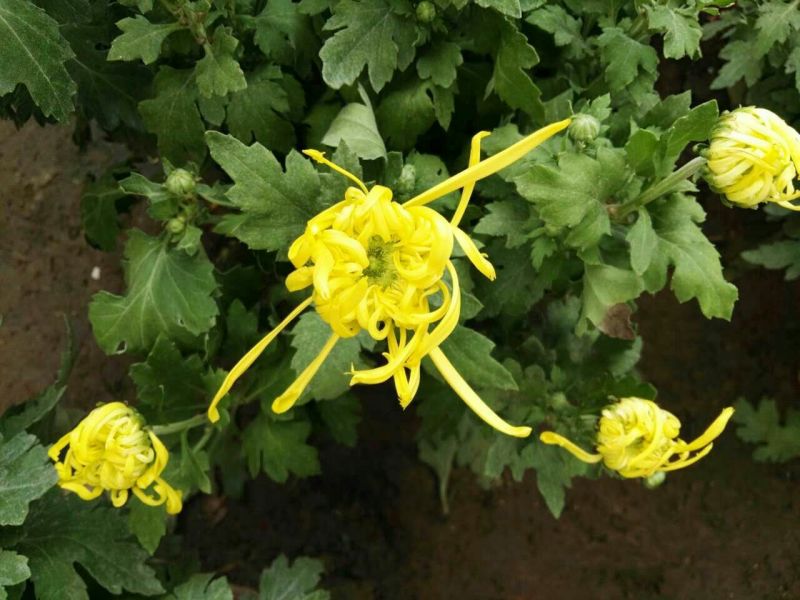菊花盆景带盆栽好