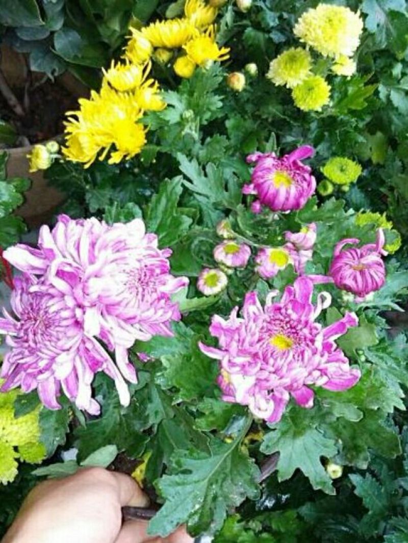 菊花盆景带盆栽好