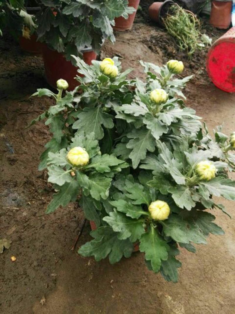菊花盆景带盆栽好