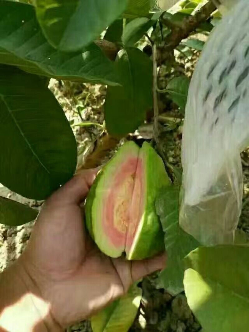 西瓜番石榴苗30~50cm