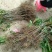 西瓜番石榴苗30~50cm