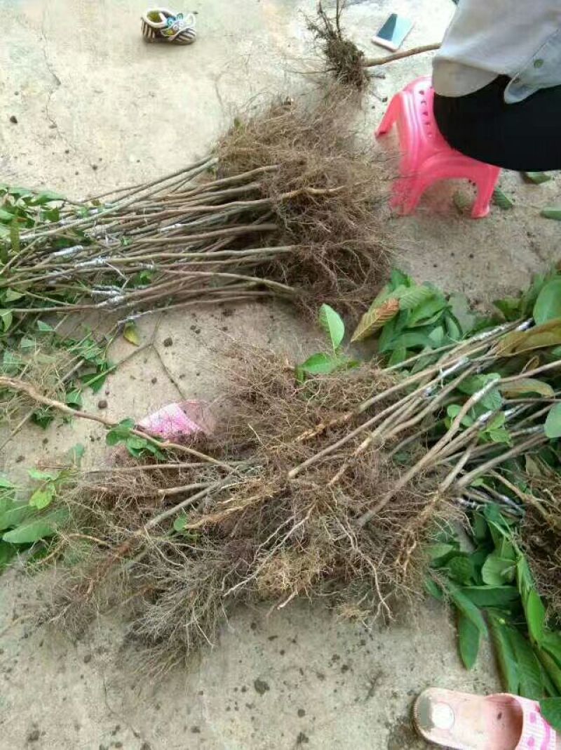 西瓜番石榴苗30~50cm