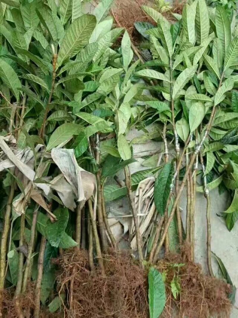 西瓜番石榴苗30~50cm