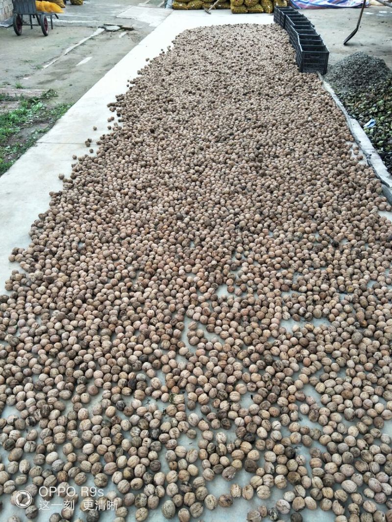 陕西核桃去皮湿