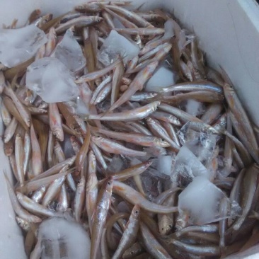 毛刀鱼食用冰鲜鱼