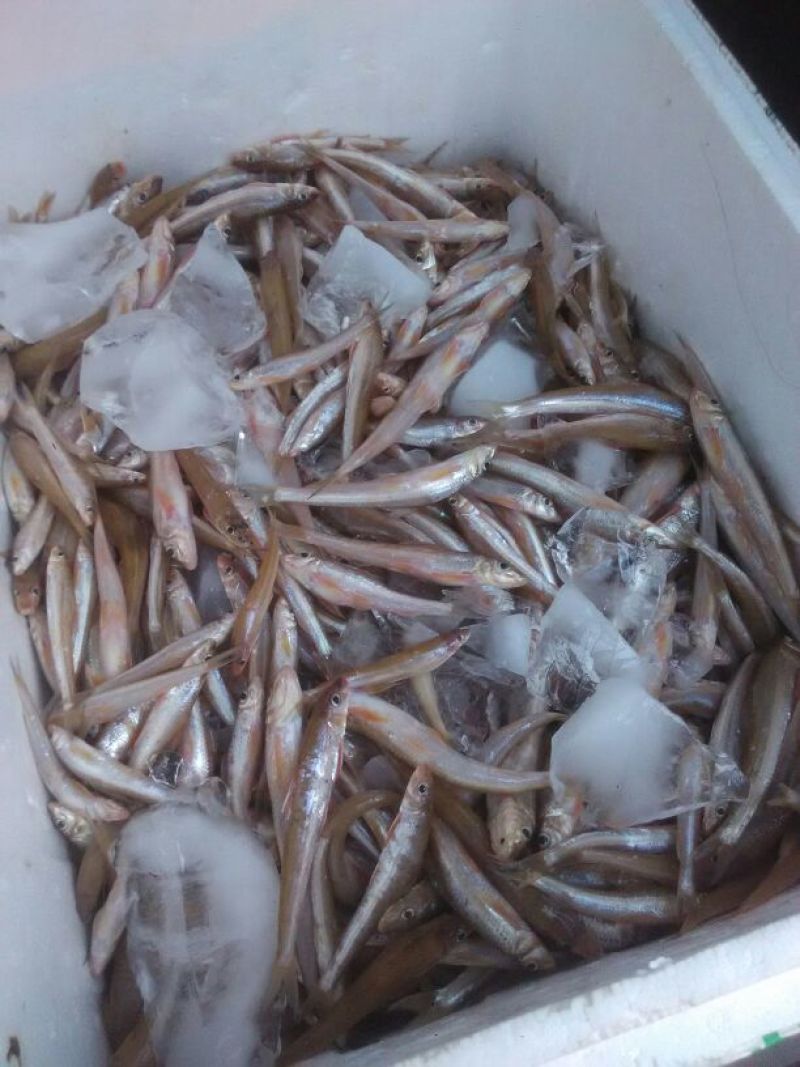 毛刀鱼食用冰鲜鱼